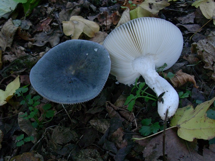 825 Ottobre vecchio ritrovamento